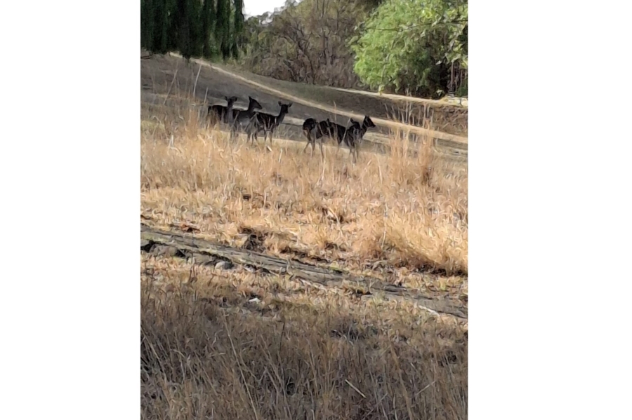 7 Bedroom Property for Sale in Oranjeville Free State